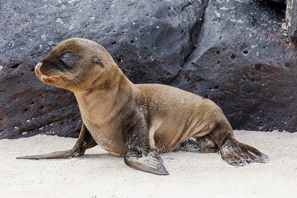 Jones, Adam 아티스트의 Baby Galapagos sealion pup-Espanola Island-Galapagos Islands-Ecuador작품입니다.